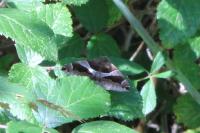 Dysgonia algira