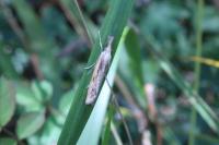 Agriphila inquinatella