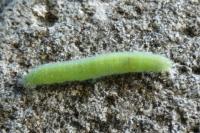 Pieris rapae