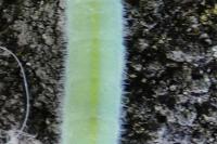 Pieris rapae