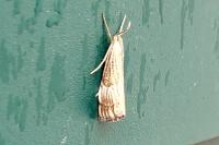Chrysocrambus linetella