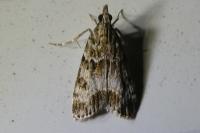 Eudonia mercurella