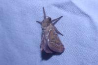 Triodia sylvina