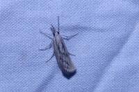 Agriphila inquinatella