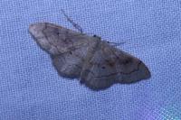 Idaea rubraria