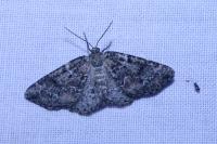 Cleorodes lichenaria