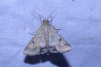 Helicoverpa armigera