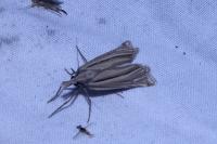 Ancylolomia tentaculella