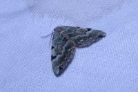 Colostygia pectinataria