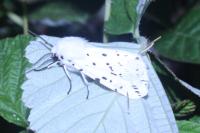 Spilosoma lubricipeda