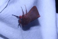 Phragmatobia fuliginosa