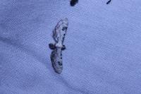 Eupithecia centaureata