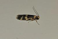 Oegoconia
