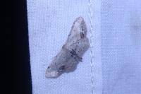 Idaea dimidiata