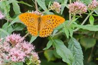 Argynnis paphia