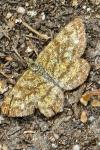 Ematurga atomaria