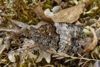 Hipparchia fagi