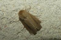 Sesamia nonagrioides