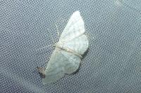 Idaea subsericeata