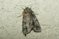 Acronicta rumicis