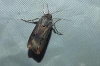 Agrotis ipsilon