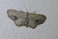 Idaea dimidiata