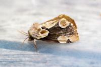 Thyatira batis