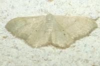 Idaea straminata
