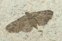 Gymnoscelis rufifasciata