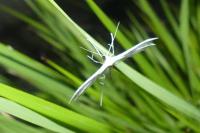 Pterophorus pentadactylus