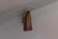 Oncocera semirubella