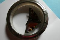 Aglais io