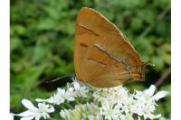 Thecla betulae