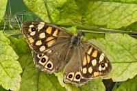 Pararge aegeria