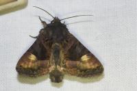 Euplexia lucipara