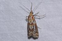 Acrobasis porphyrella