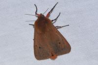 Phragmatobia fuliginosa