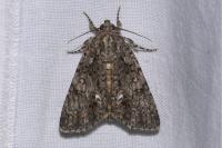 Acronicta rumicis