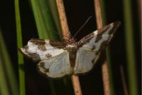 Lomaspilis marginata