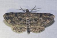 Peribatodes rhomboidaria