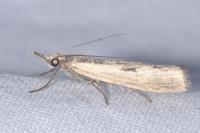 Agriphila inquinatella