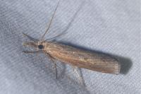 Pediasia contaminella