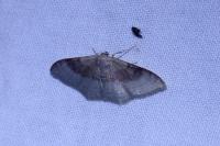 Idaea degeneraria