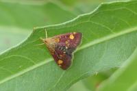 Pyrausta aurata