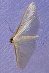 Palpita vitrealis