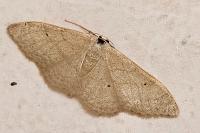 Idaea straminata