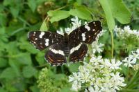 Araschnia levana
