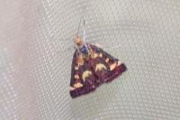Pyrausta purpuralis