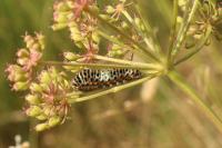 Papilio machaon