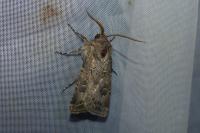 Agrotis bigramma